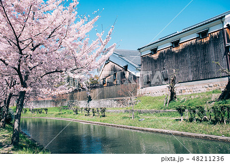 中書島の桜と酒蔵 48211236