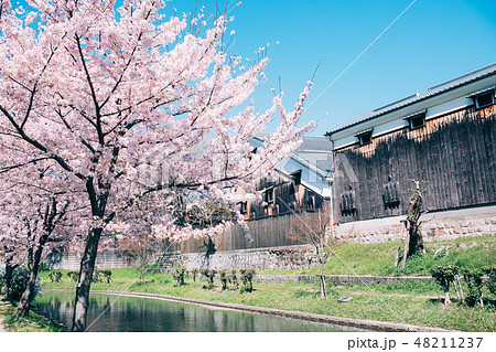 中書島の桜と酒蔵 48211237