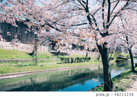 中書島の桜と酒蔵 中書島の桜と酒蔵 48211238