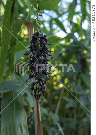 Close up Mucuna pruriens flower. 48211378