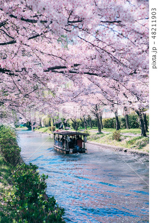 中書島の桜と屋形船　 48211903