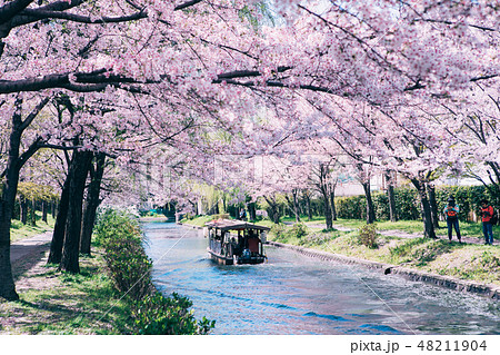 中書島の桜と屋形船　 48211904