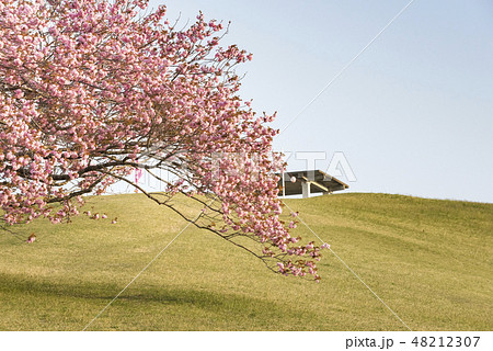 宮城涌谷加護坊山頂上への道の桜 48212307
