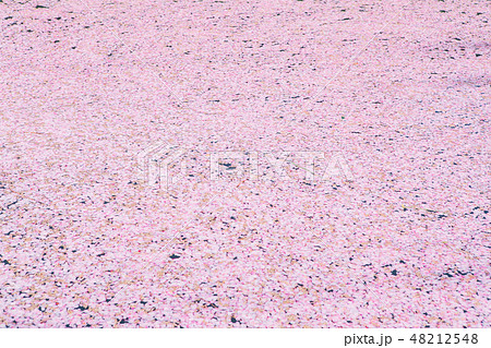 桜の絨毯 桜の絨毯 48212548