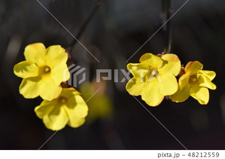 オウバイ（黄梅） 48212559