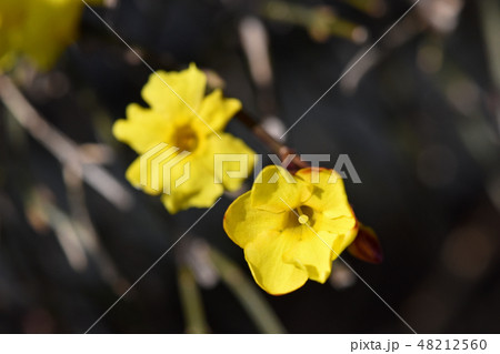 オウバイ（黄梅） 48212560