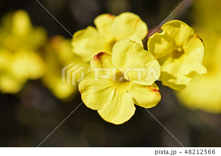 オウバイ（黄梅） 48212566