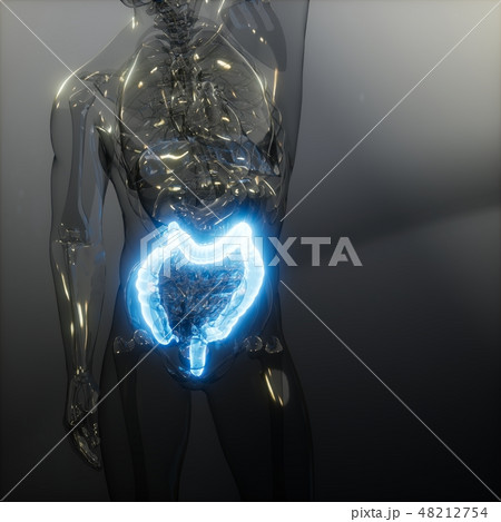 Human Colon Radiology Exam 48212754