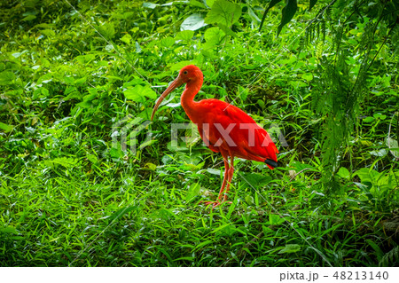 Scarlet ibis Scarlet ibis 48213140