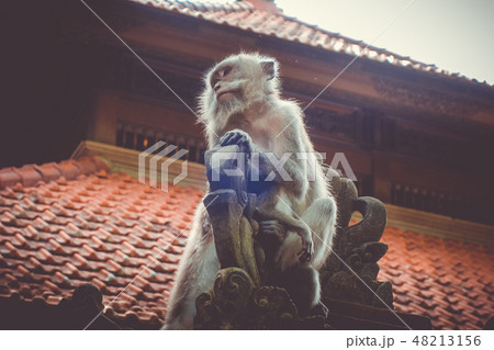Monkeys, Monkey Forest, Ubud, Bali, Indonesia 48213156