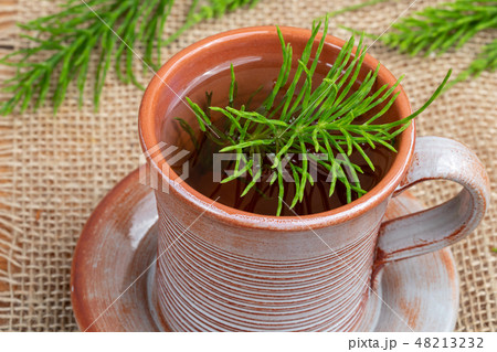 A cup of horsetail tea with fresh Equisetum 48213232