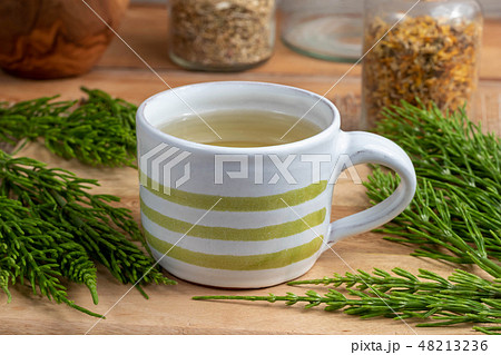 A cup of horsetail tea with fresh Equisetum  48213236