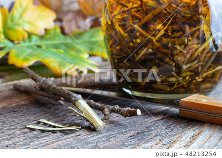 Preparation of a homemade tincture from oak bark 48213254