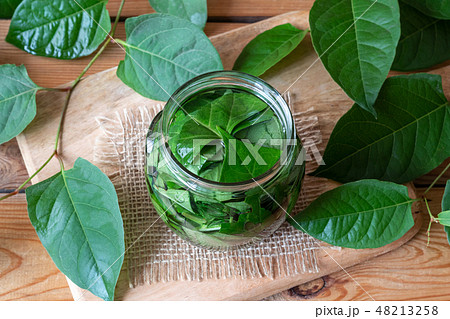 Preparation of japanese knotweed tincture in a jar 48213258