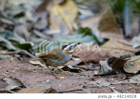 Rufous-throated fulvetta (Alcippe rufogularis) 48214028