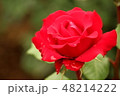 美しい赤い薔薇 48214222