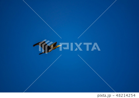 Isolated cormorant flying over deep blue sky 48214254