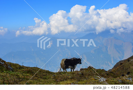 Yak cow on mountain of Annapurna, Nepal Yak cow on mountain of Annapurna, Nepal 48214588