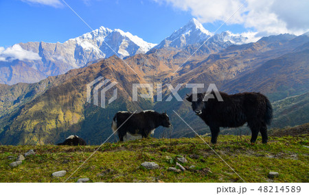Yak cow on mountain of Annapurna, Nepal 48214589