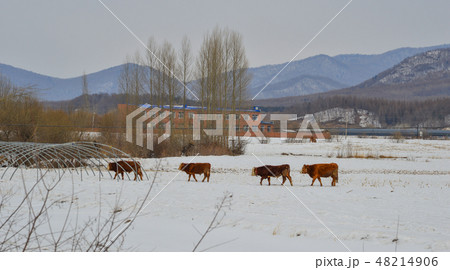 Brown long hairs cows in snow landscape Brown long hairs cows in snow landscape 48214906