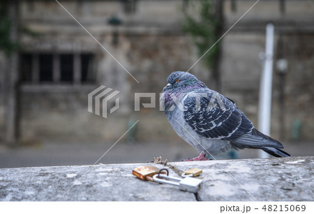 A pigeon standing on river bank of Seine 48215069
