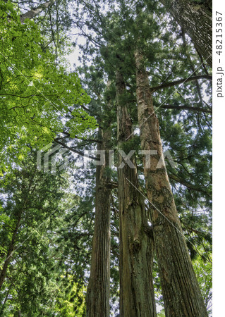 駒ヶ根　光前寺 48215367