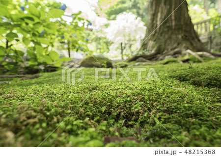 駒ヶ根　光前寺 48215368