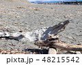 砂浜の流木 48215542