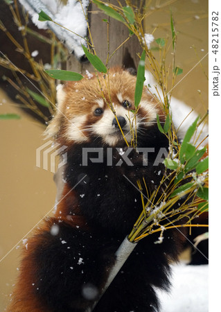 Red panda eating bamboo Red panda eating bamboo 48215782