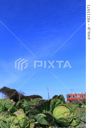 キャベツと電車 48215971