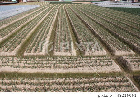 淡路島の玉ねぎ畑 48216061