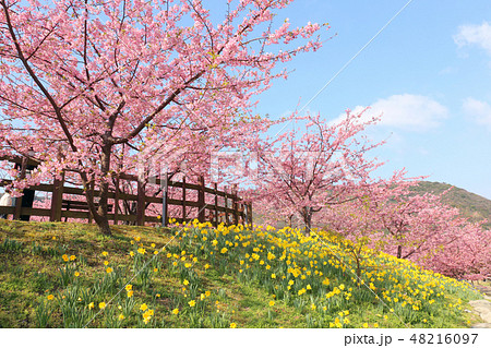 河津桜と水仙 河津桜と水仙 48216097
