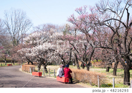 東京都　府中市郷土の森　梅園 48216293