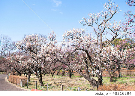 東京都 府中市郷土の森 梅園 東京都 府中市郷土の森 梅園 48216294