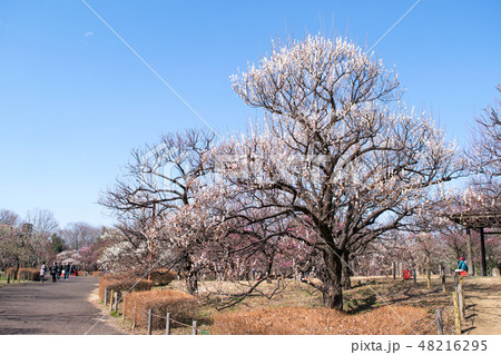 東京都 府中市郷土の森 梅園 東京都 府中市郷土の森 梅園 48216295