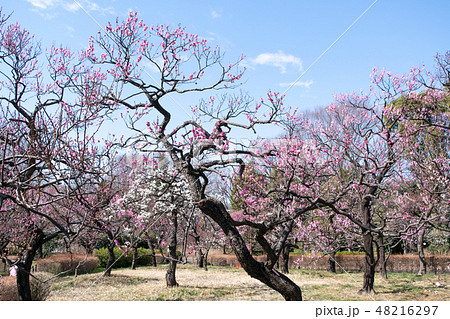 東京都　府中市郷土の森　梅園 48216297