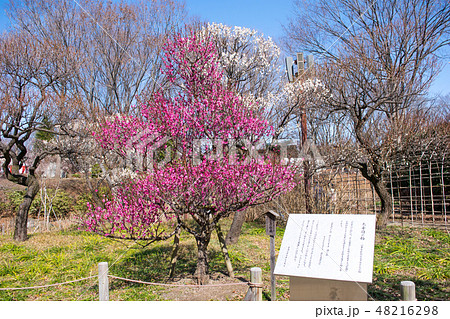 東京都 府中市郷土の森 梅園 東京都 府中市郷土の森 梅園 48216298