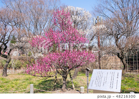東京都　府中市郷土の森　梅園 48216300
