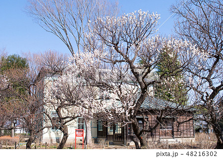 東京都 府中市郷土の森 梅園 東京都 府中市郷土の森 梅園 48216302