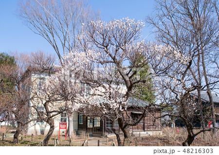 東京都 府中市郷土の森 梅園 東京都 府中市郷土の森 梅園 48216303