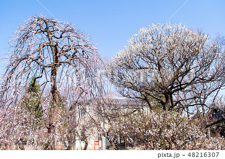 東京都 府中市郷土の森 梅園 東京都 府中市郷土の森 梅園 48216307