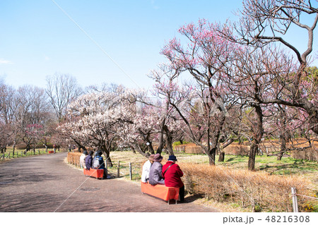 東京都 府中市郷土の森 梅園 東京都 府中市郷土の森 梅園 48216308