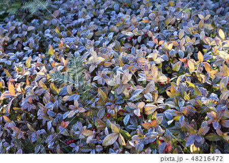 修学院離宮　下離宮 48216472