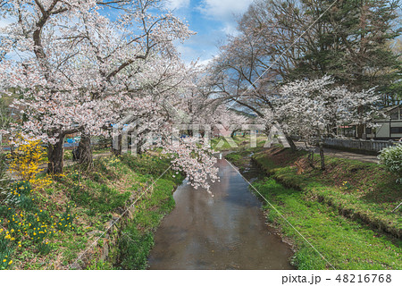 Cherry blossom with full blooming at Oshino hakkai Cherry blossom with full blooming at Oshino hakkai 48216768