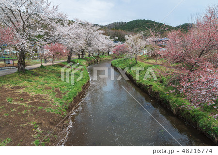 Cherry blossom with full blooming at Oshino hakkai 48216774