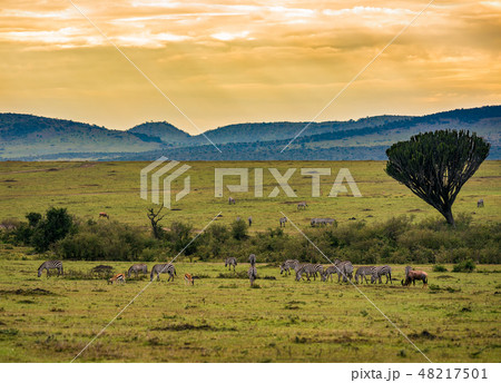 Herds of zebras in the Ngorongoro Crater, Tanzania 48217501
