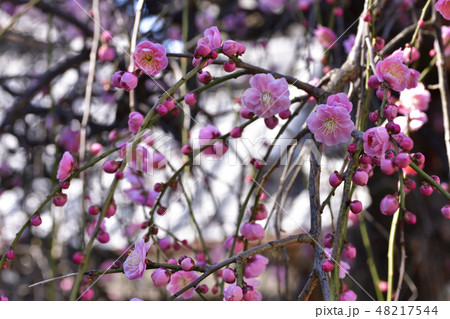 菅大臣神社 紅枝垂れ梅 菅大臣神社 紅枝垂れ梅 48217544