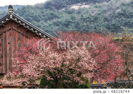 Tongdosa  temple and Plum Blossom 48219744