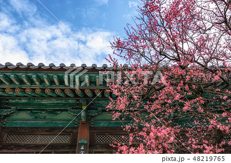 Tongdosa temple and Plum Blossom Tongdosa temple and Plum Blossom 48219765