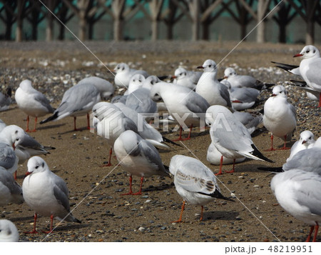稲毛海岸の砂浜で一休みの渡り鳥ユリカモメ 48219951